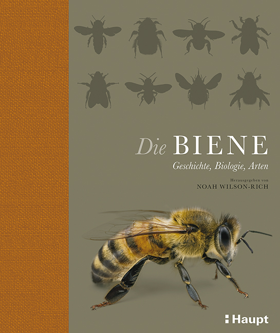 Die Biene main product photo