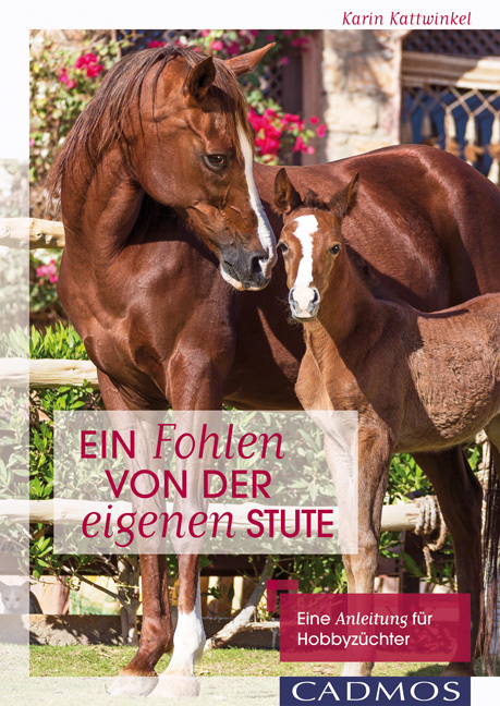 Ein Fohlen von der eigenen Stute main product photo