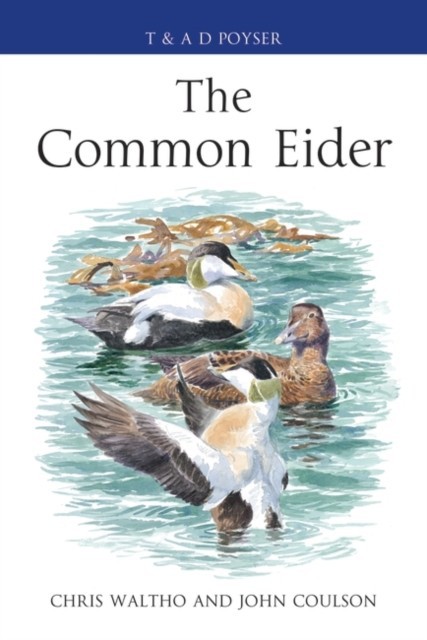 Common Eider main product photo