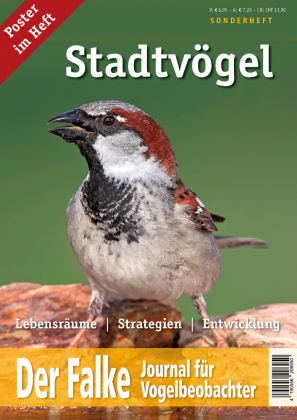 Stadtvögel