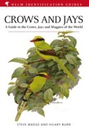 Crows and Jays