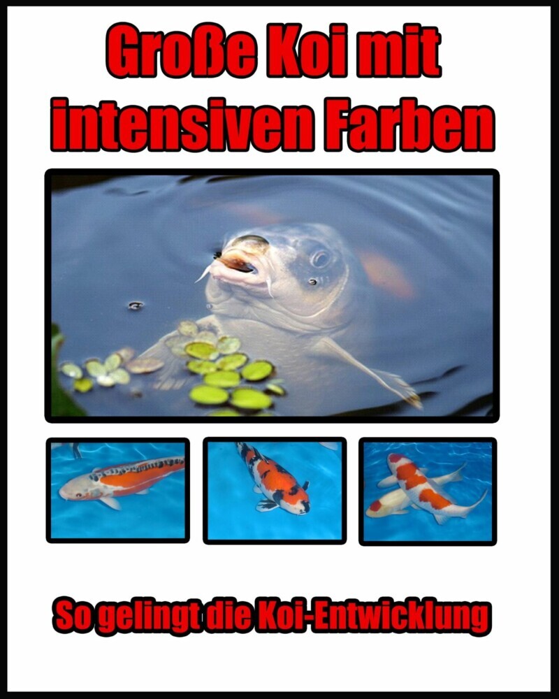 Große Koi mit intensiven Farben main product photo