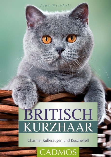 Britisch Kurzhaar main product photo
