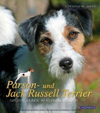 Parson- und Jack Russell Terrier