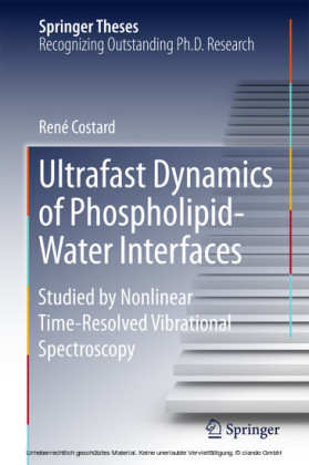 Ultrafast Dynamics of Phospholipid-Water Interfaces