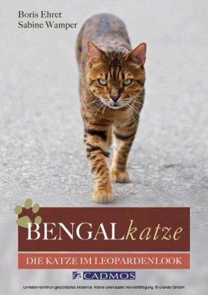 Bengalkatze