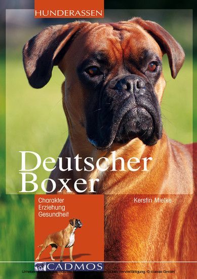 Deutscher Boxer main product photo