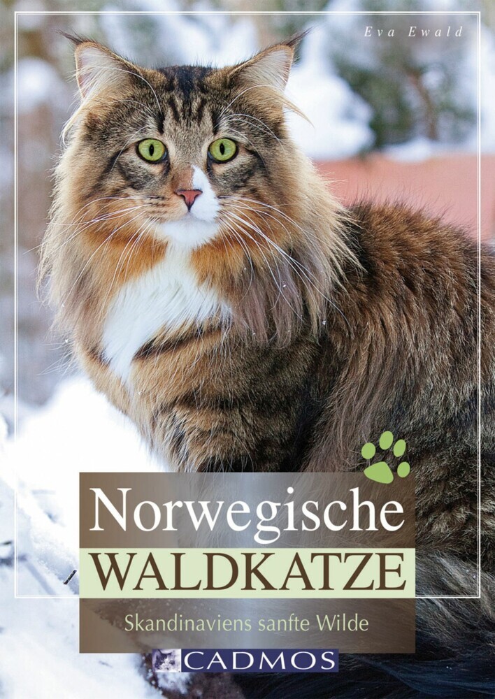 Norwegische Waldkatze main product photo