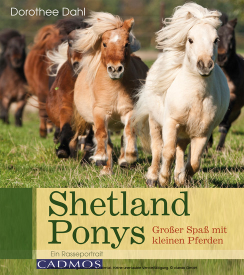 Shetlandponys main product photo