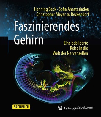 Faszinierendes Gehirn