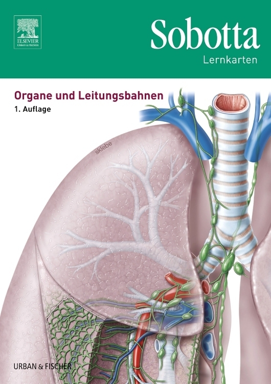 Organe und Leitungsbahnen, Lernkarten main product photo