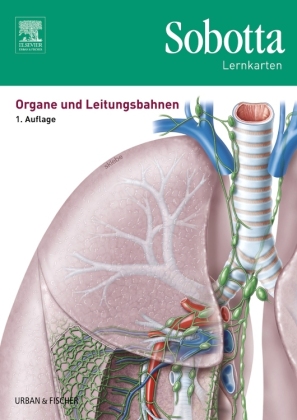 Organe und Leitungsbahnen, Lernkarten