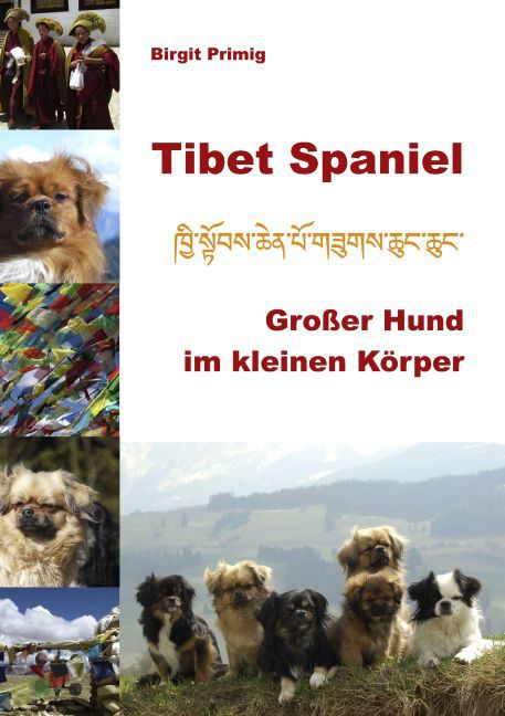 Tibet Spaniel main product photo