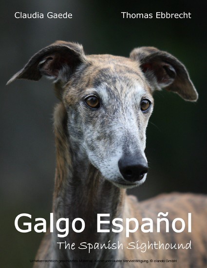 Galgo Español main product photo