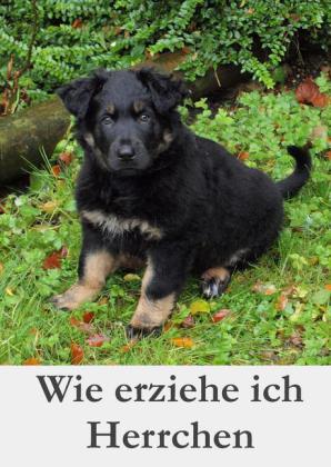 Wie erziehe ich Herrchen