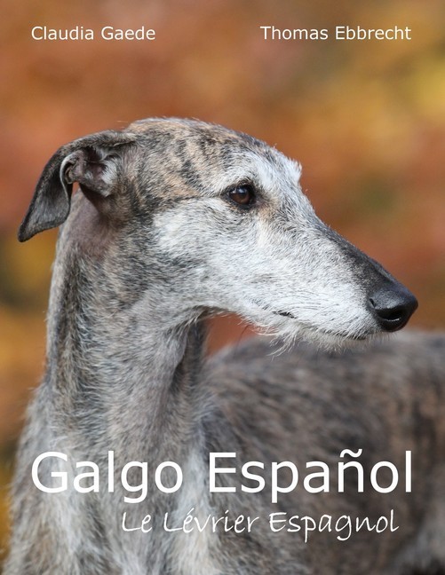 Galgo Español main product photo