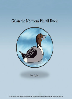 Galon the Northern Pintail Duck