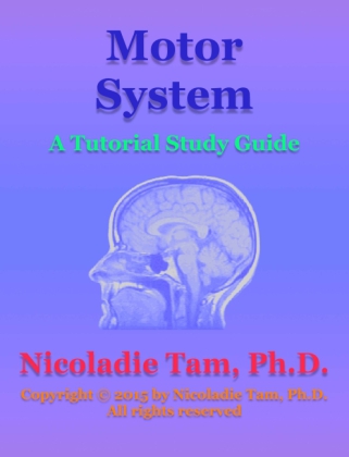 Motor System: A Tutorial Study Guide