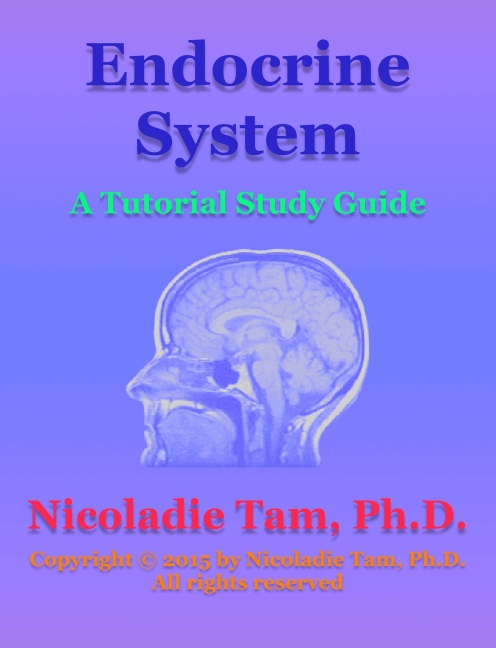 Endocrine System: A Tutorial Study Guide main product photo