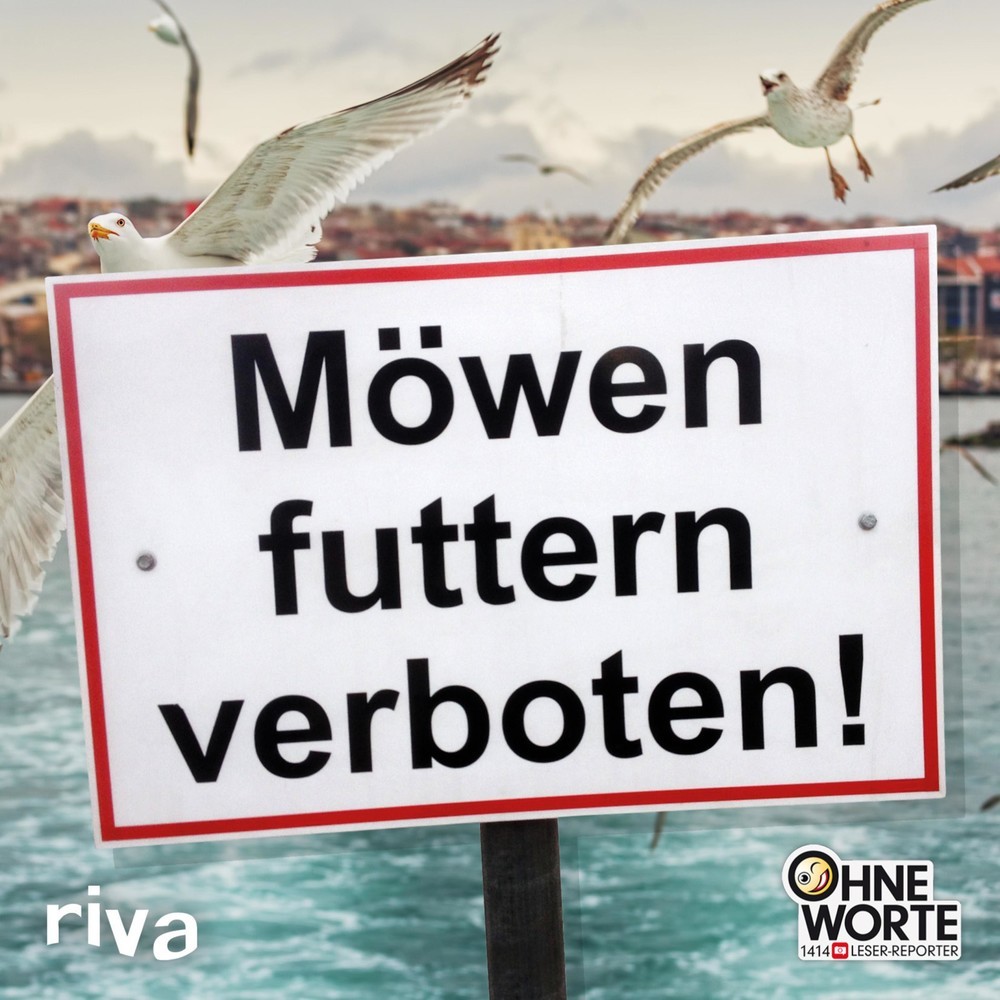 Möwen futtern verboten main product photo