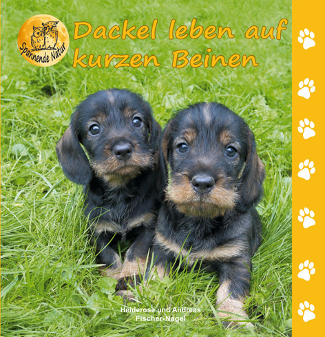 Dackel leben auf kurzen Beinen main product photo
