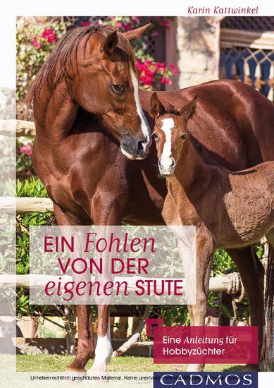 Ein Fohlen von der eigenen Stute main product photo
