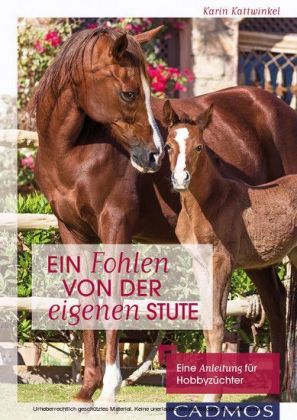 Ein Fohlen von der eigenen Stute