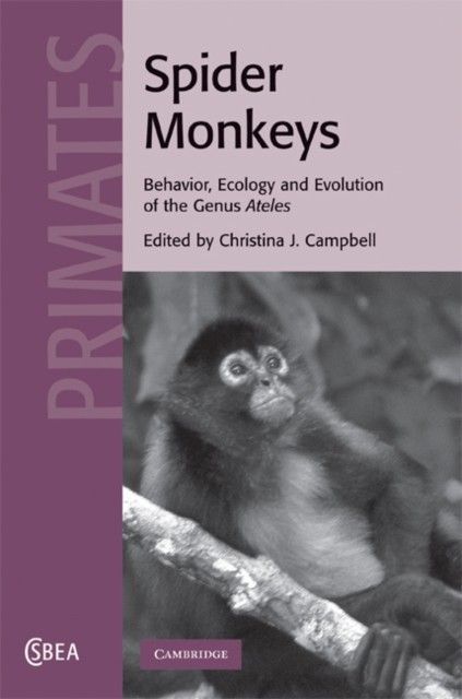 Spider Monkeys main product photo