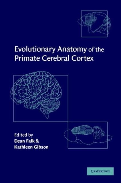 Evolutionary Anatomy of the Primate Cerebral Cortex main product photo