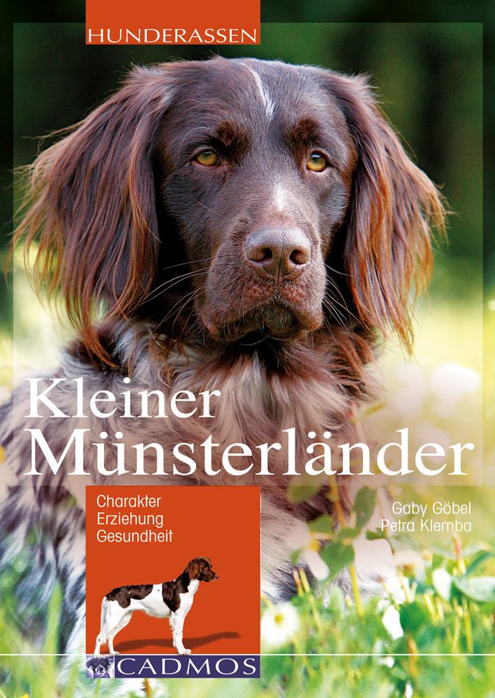 Kleiner Münsterländer main product photo