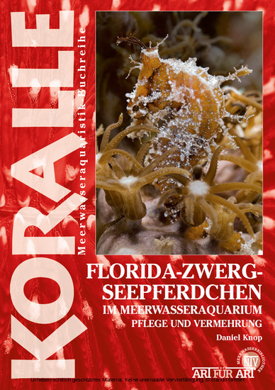 Florida-Zwergseepferdchen im Meerwasseraquarium main product photo