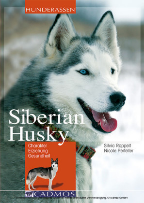 Siberian Husky