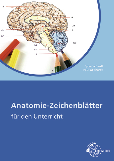 Anatomie-Zeichenblätter für den Unterricht main product photo