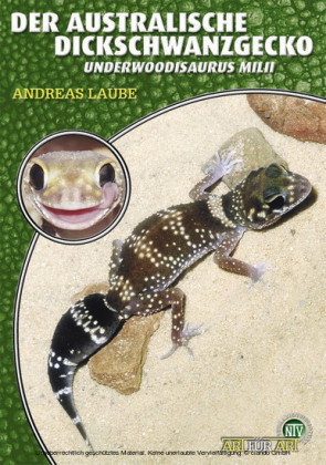 Der Australische Dickschwanzgecko