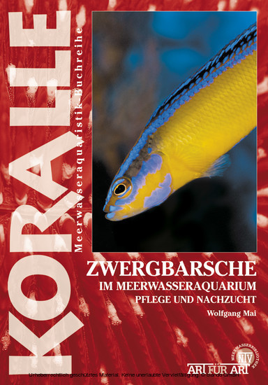 Zwergbarsche im Meerwasseraquarium main product photo