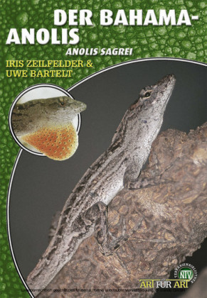 Der Bahama-Anolis