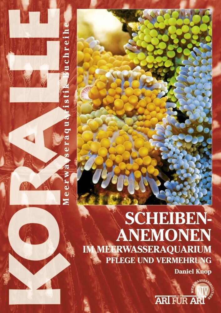 Scheibenanemonen im Meerwasseraquarium main product photo