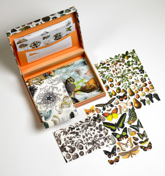 Letter Writing Box Natural History