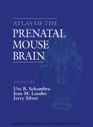 Atlas of the Prenatal Mouse Brain