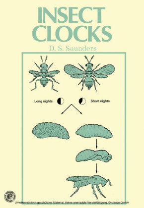 Insect Clocks