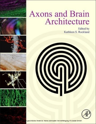 Axons and Brain Architecture