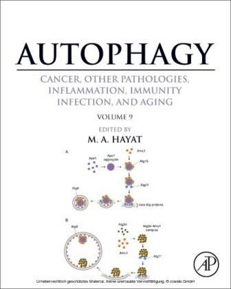 Autophagy: Cancer, Other Pathologies, Inflammation, Immunity, Infection, and Aging
