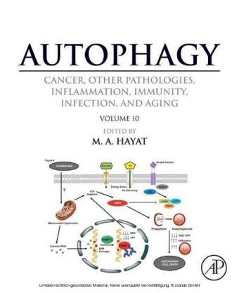 Autophagy: Cancer, Other Pathologies, Inflammation, Immunity, Infection, and Aging