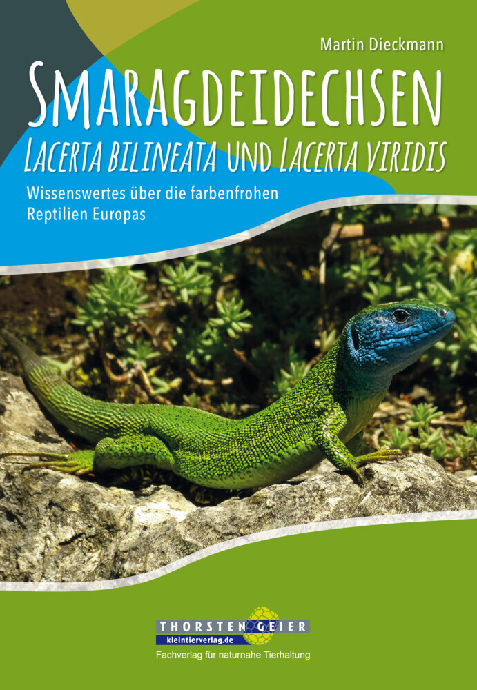 Smaragdeidechsen Lacerta bilineata und Lacerta viridis main product photo