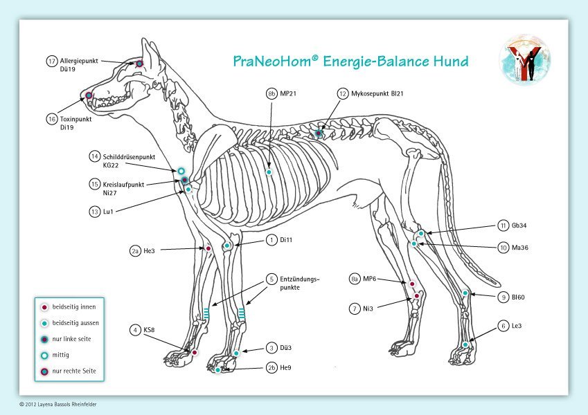 Akupunktur-Tafel Hund main product photo