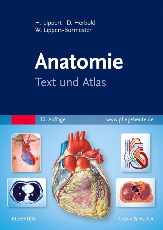 Anatomie main product photo
