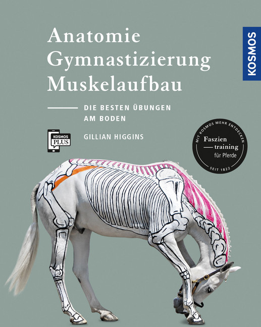 Anatomie, Gymnastizierung, Muskelaufbau main product photo