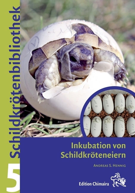 Inkubation von Schildkröteneiern main product photo