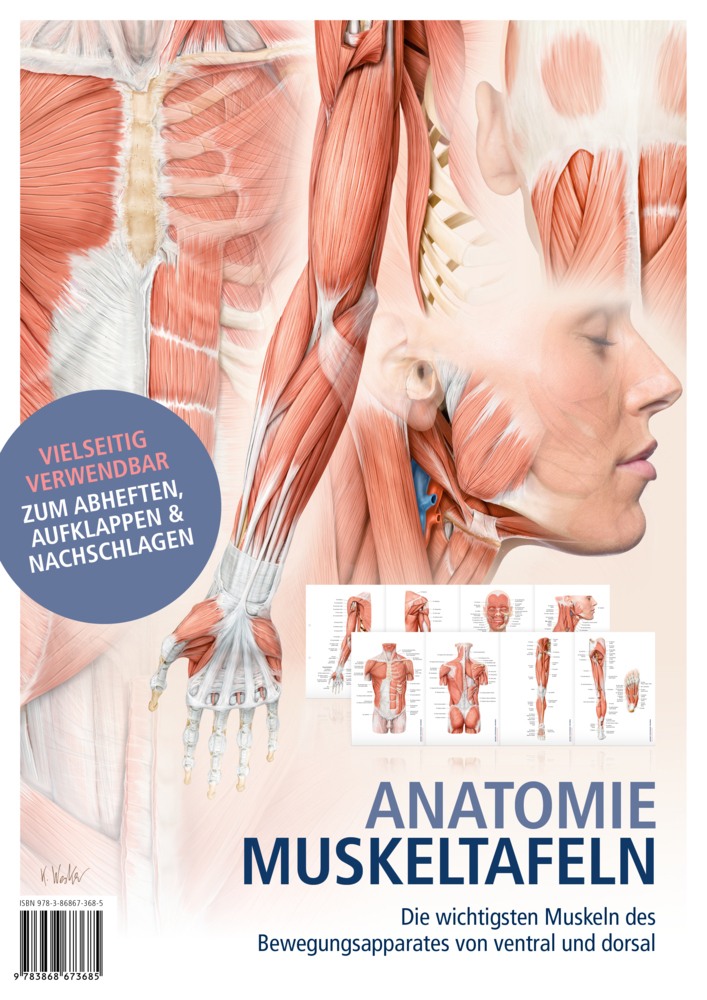 Anatomie-Muskeltafeln main product photo
