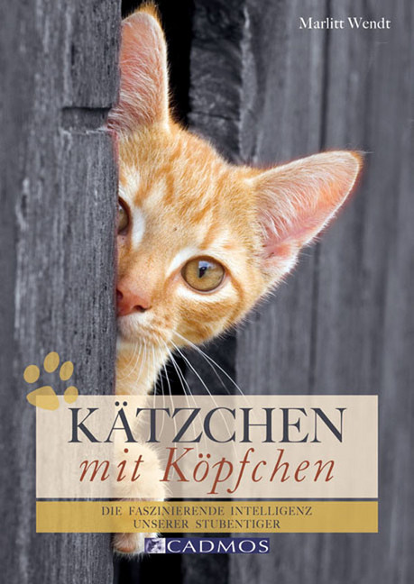 Kätzchen mit Köpfchen main product photo